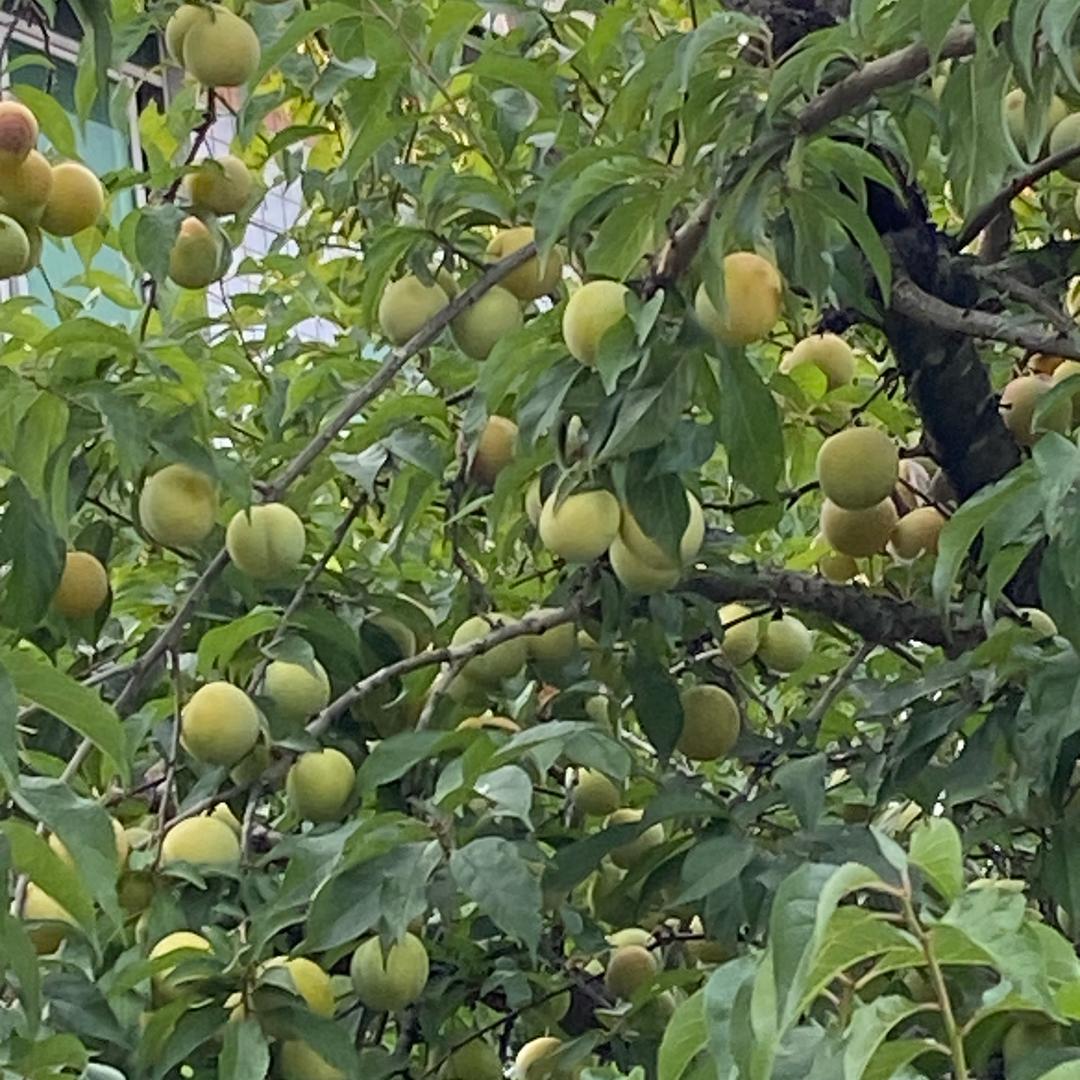 自由自在6388521797201