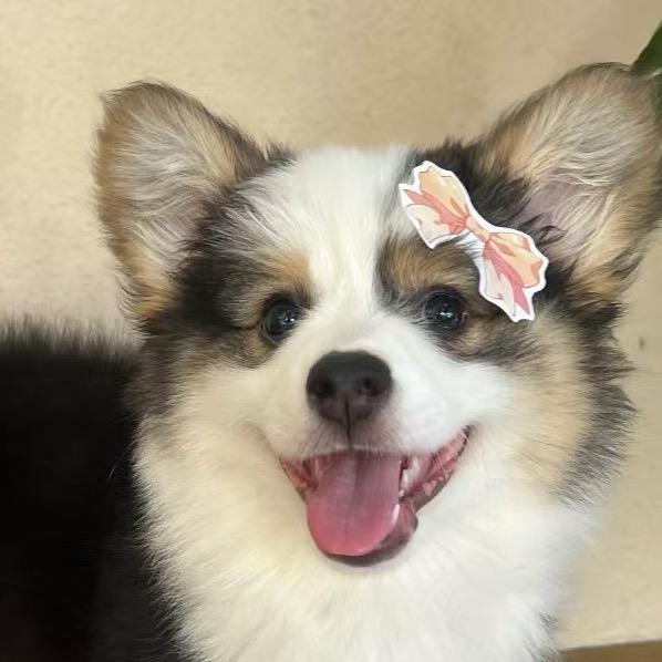 糯糯来啦！头像