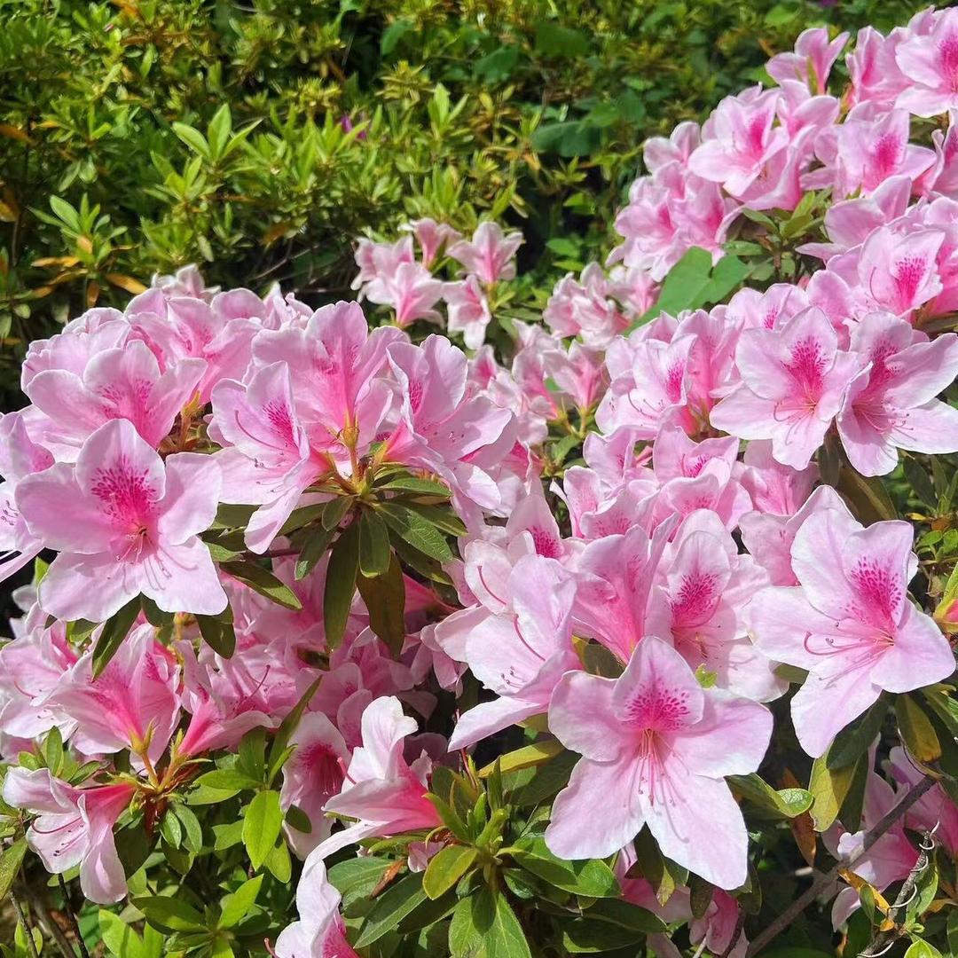 十万花海园艺