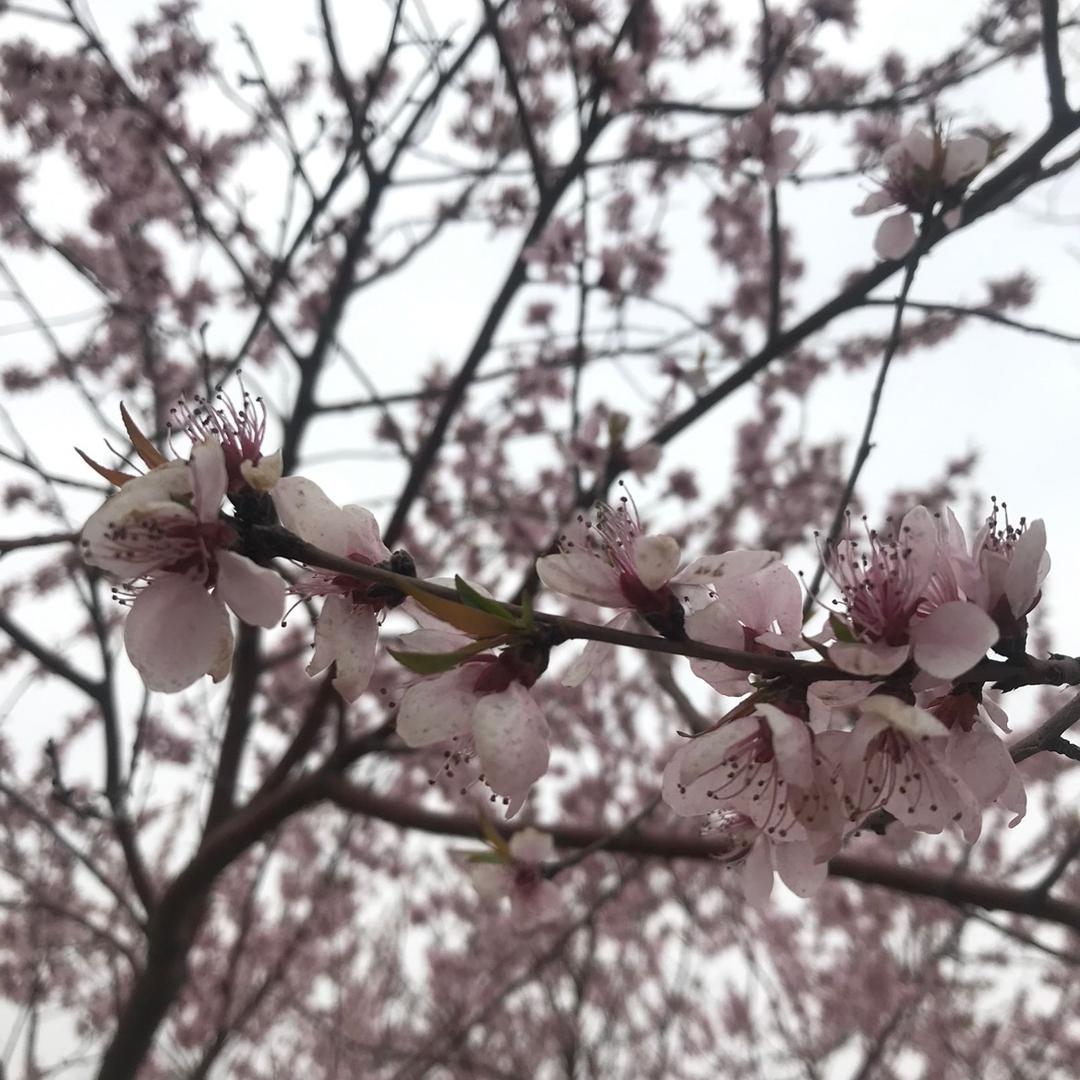 刚刚哥