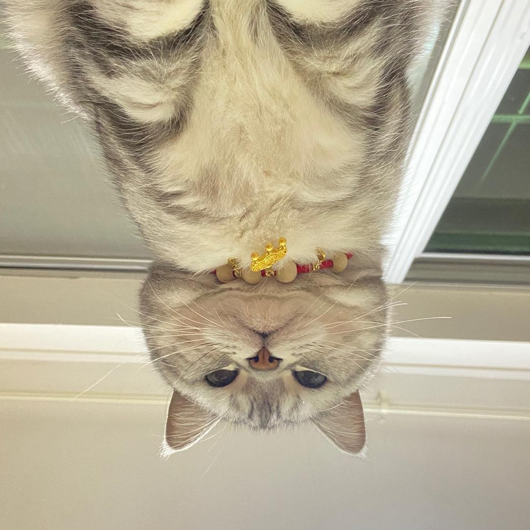 小镇教室与她的猫