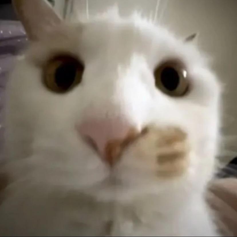 饼干（涨粉中）