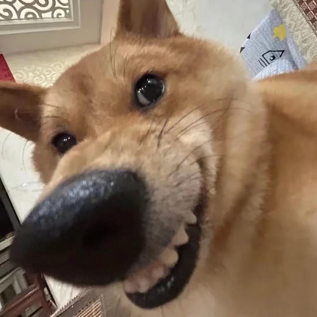 鹅是个杀手，莫得感情