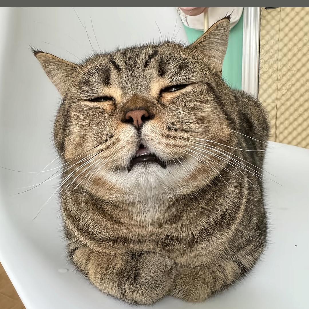 Zxxxxx🐾