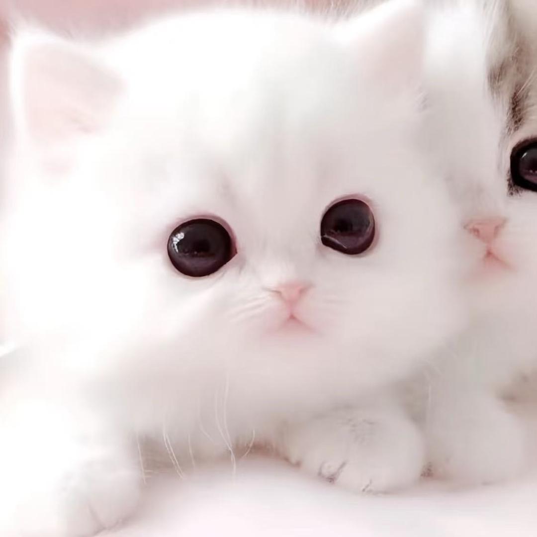 萌