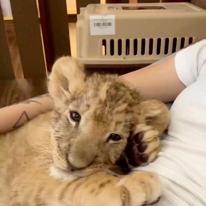 团团🎹🎻登顶过珠穆朗玛峰版