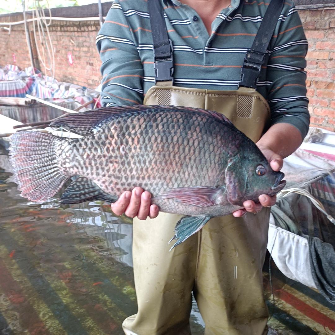 广东省晖晓鱼苗养殖场