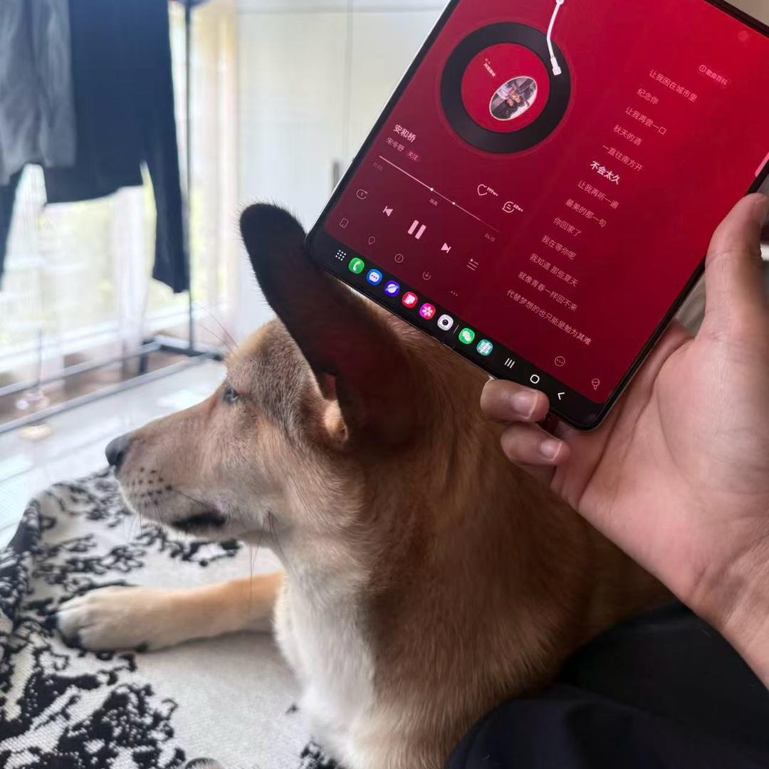 不太聪明的大耳朵狗