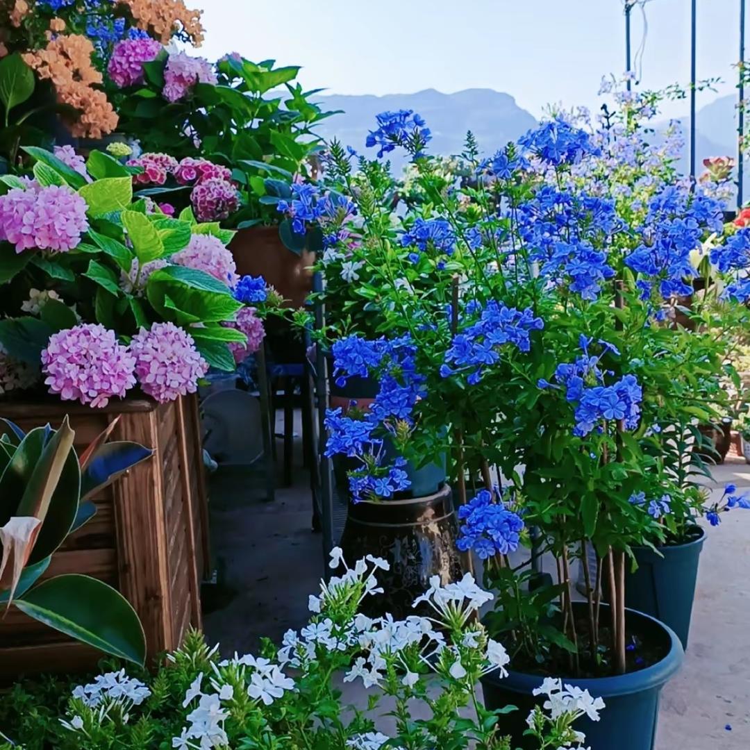 十里屿花