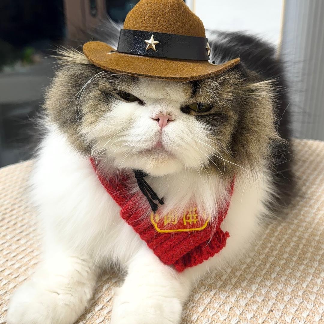 会说话的金豆豆