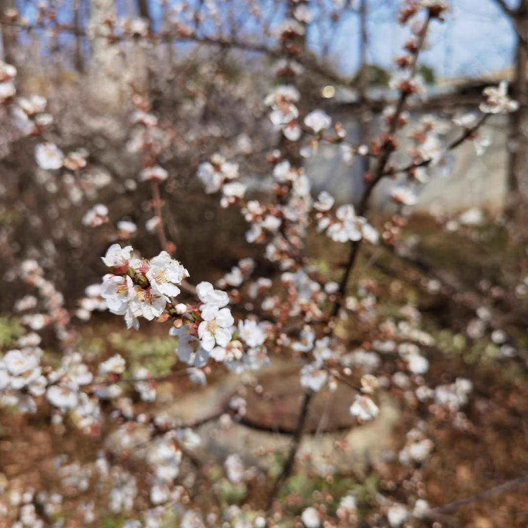 醉金波（陈年老酒口粮酒）