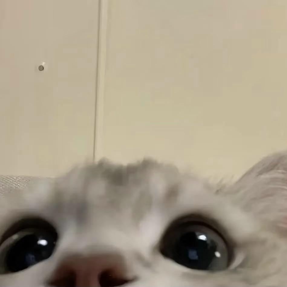 🐱