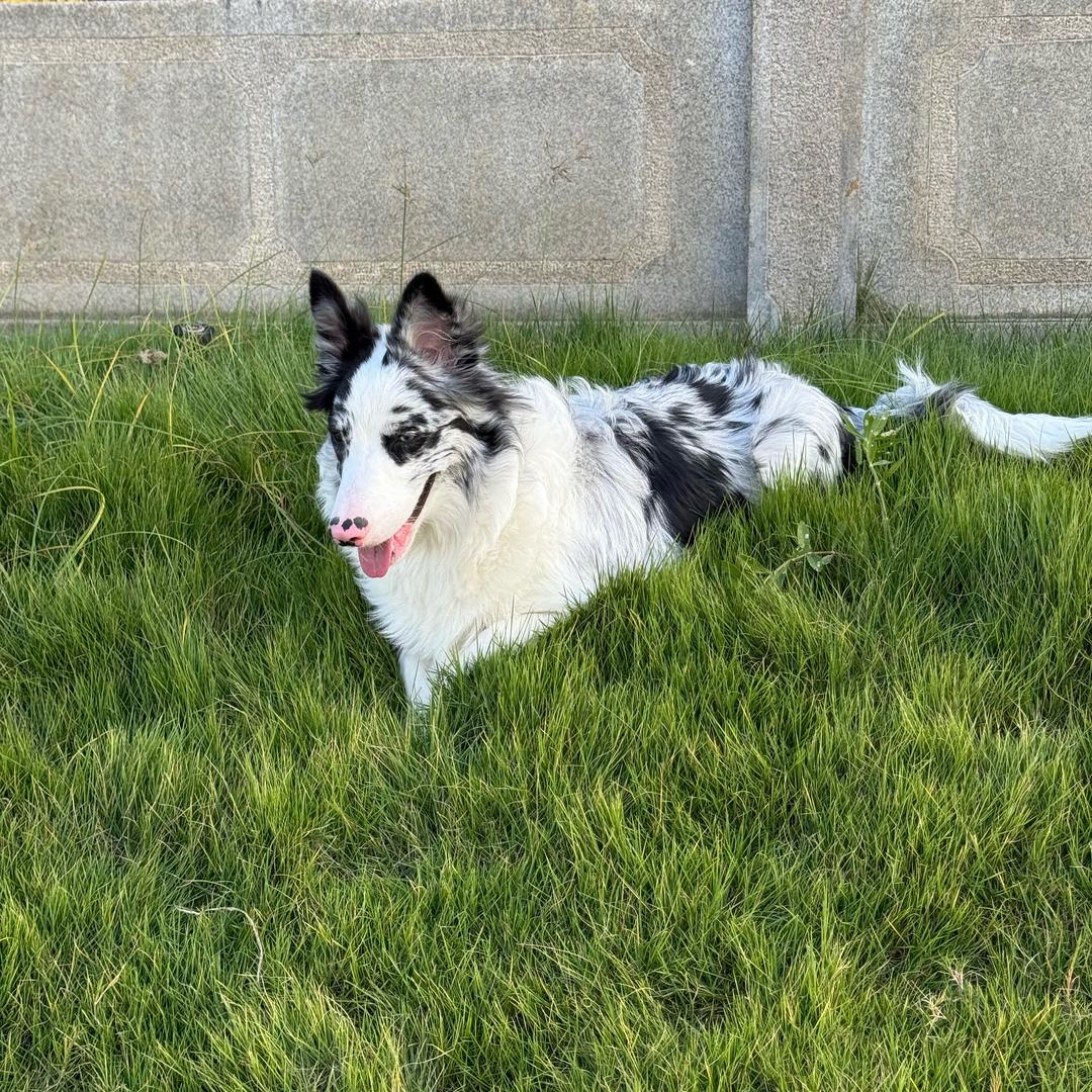 “馒头”是边牧