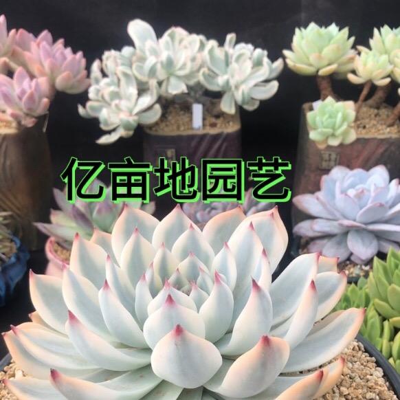 亿亩地园艺（小金）