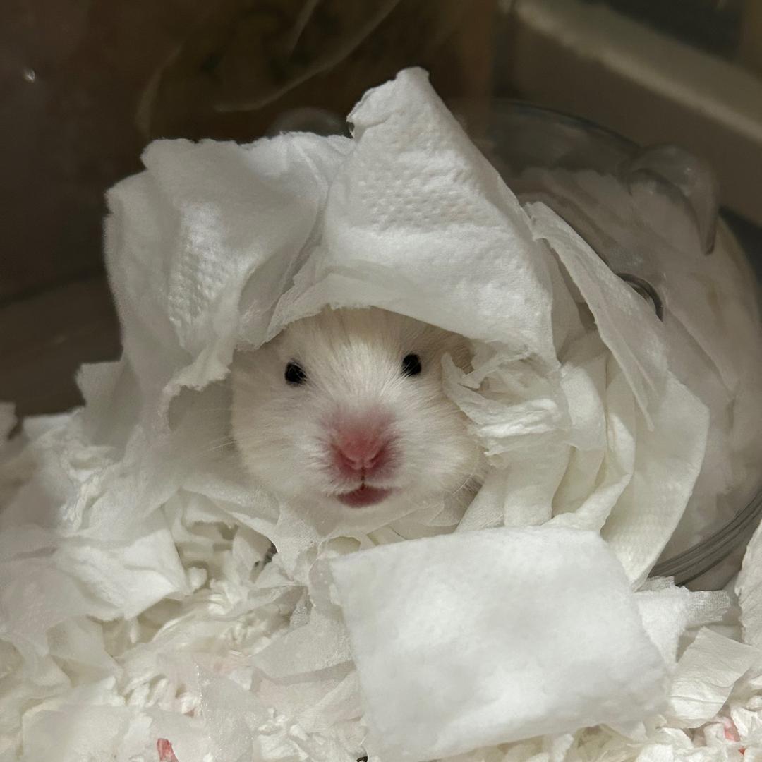 图图是只哈士奇熊