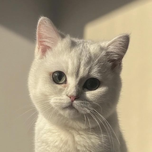粘豆包子