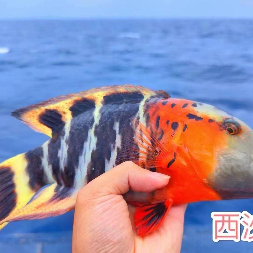 潭门小周海鲜