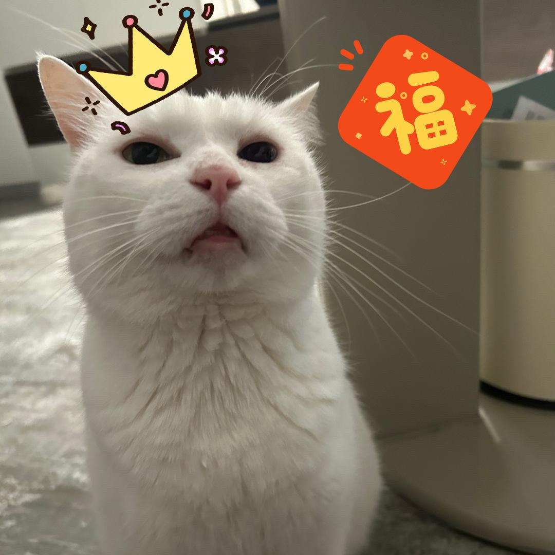 贰只喵➖1