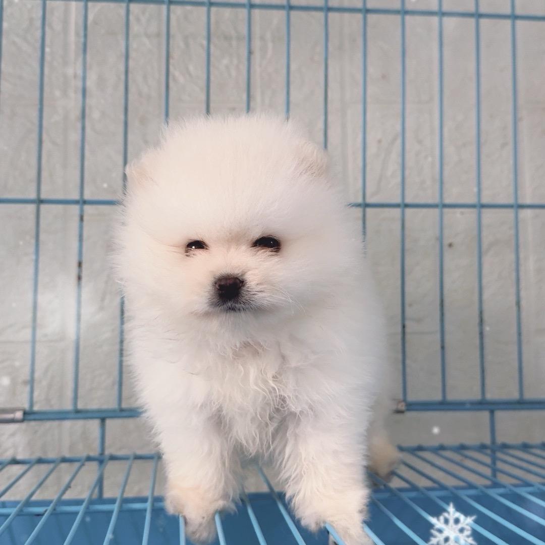 界牌阿布宠物管