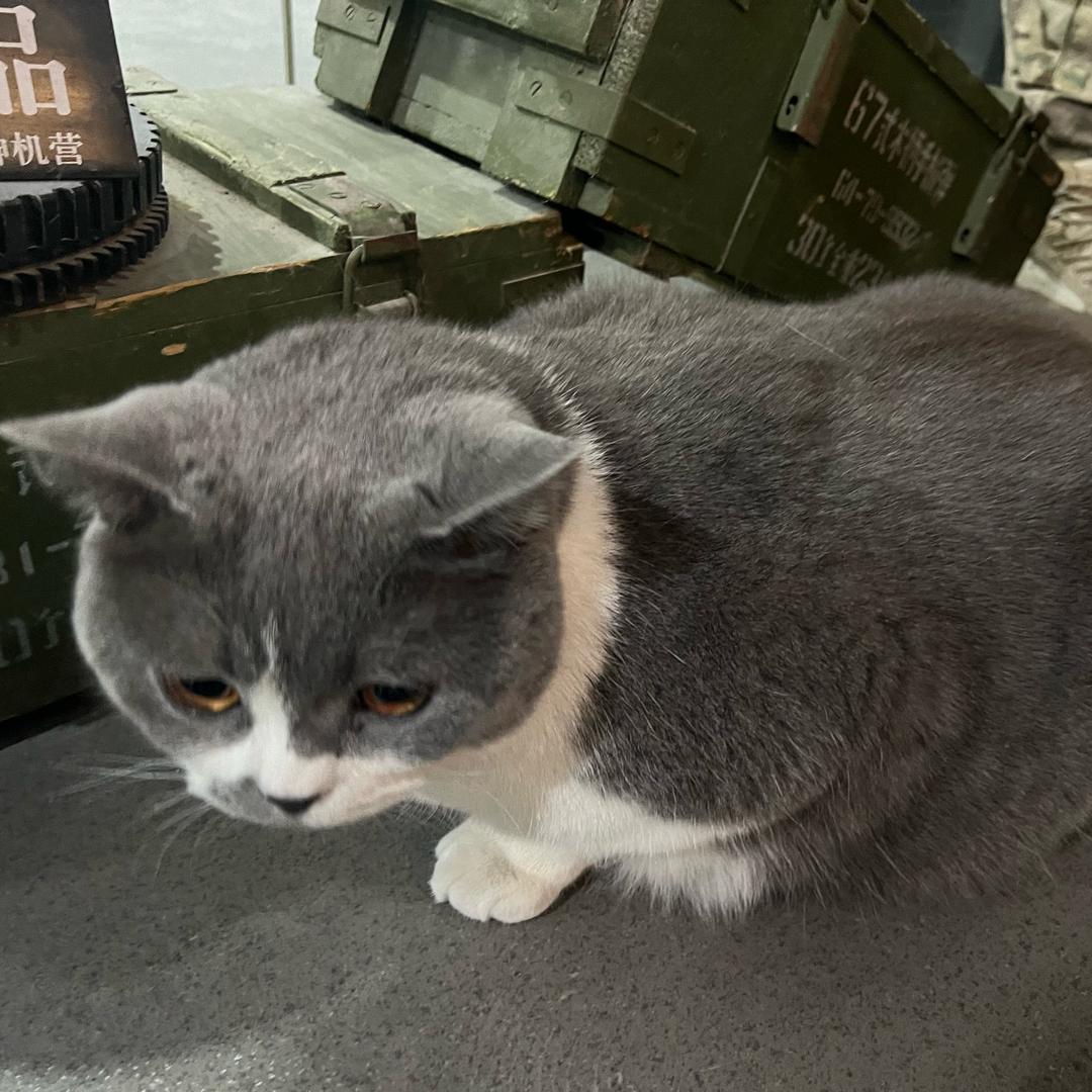 它八叔宠物专场