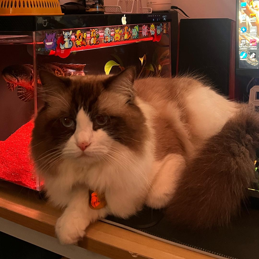 金儿的日常生活