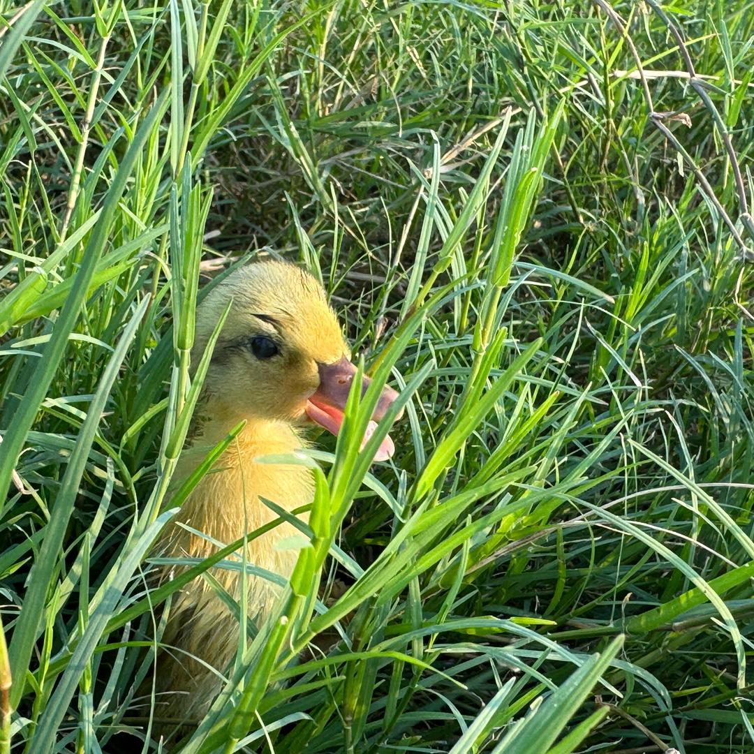 不看月亮了
