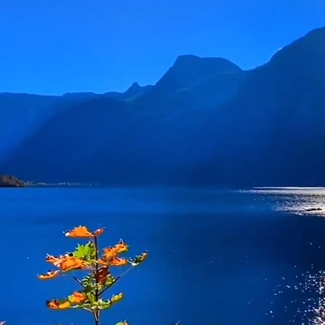 香峰草