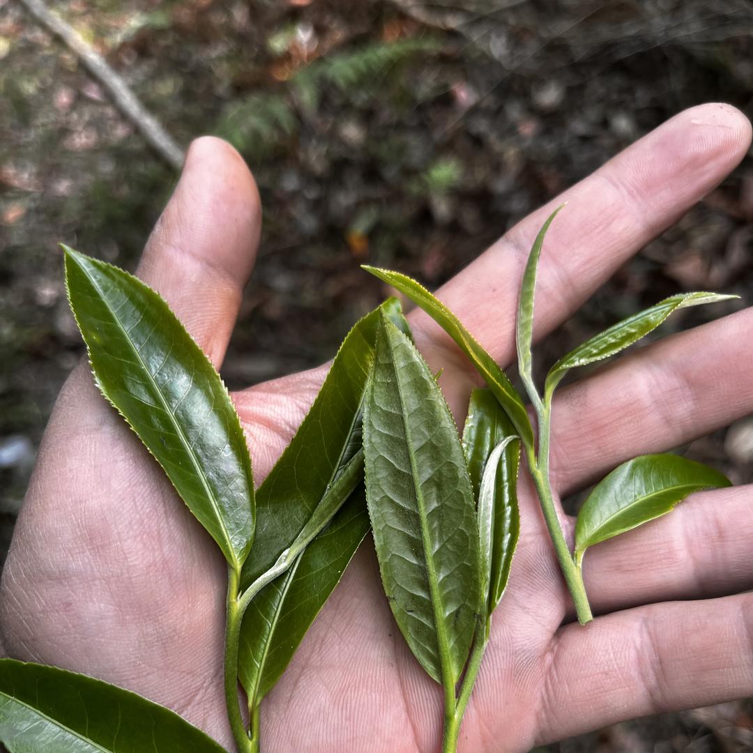 文泽茶叶