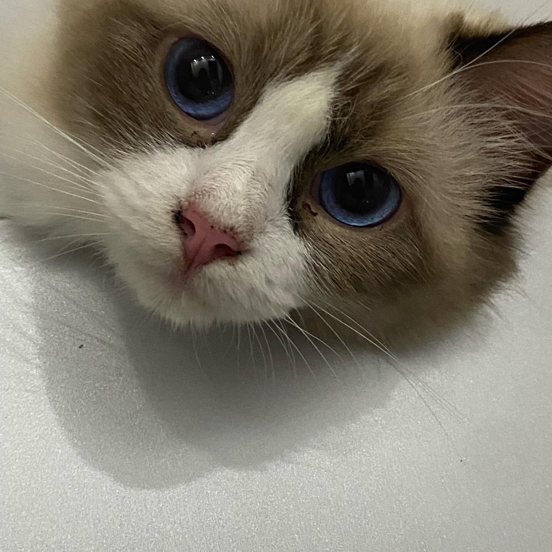灵感菇