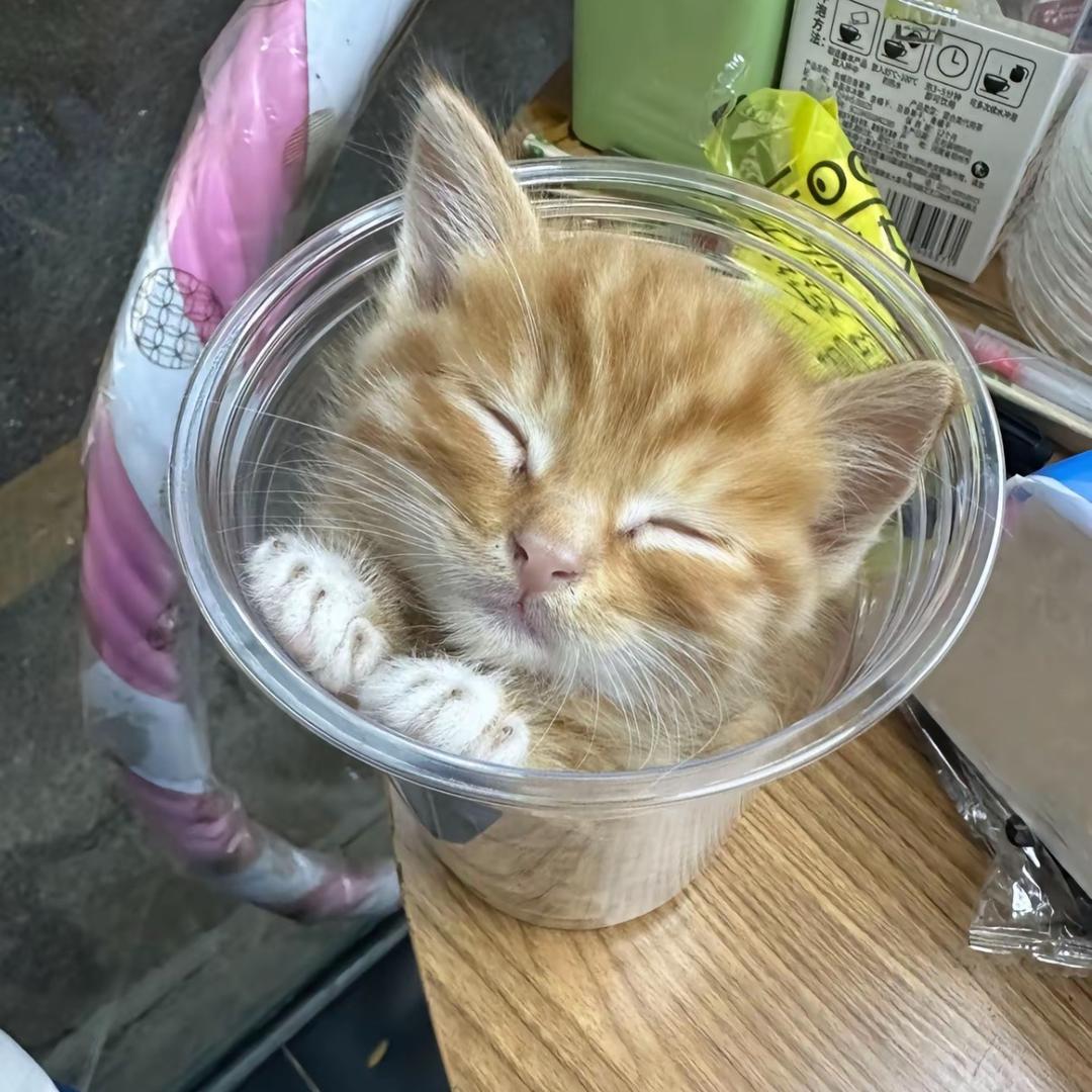 炸毛