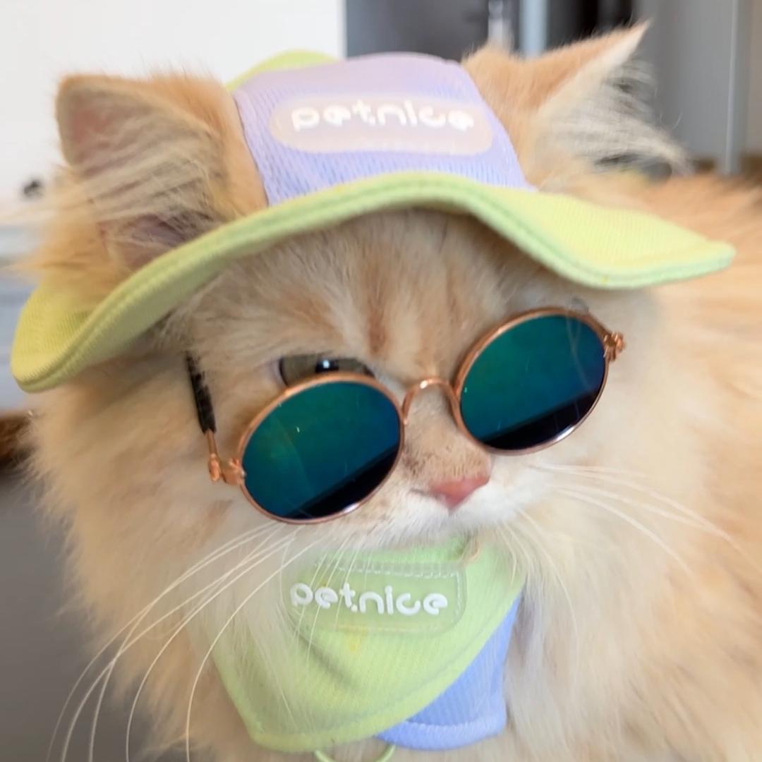 老王家的猫