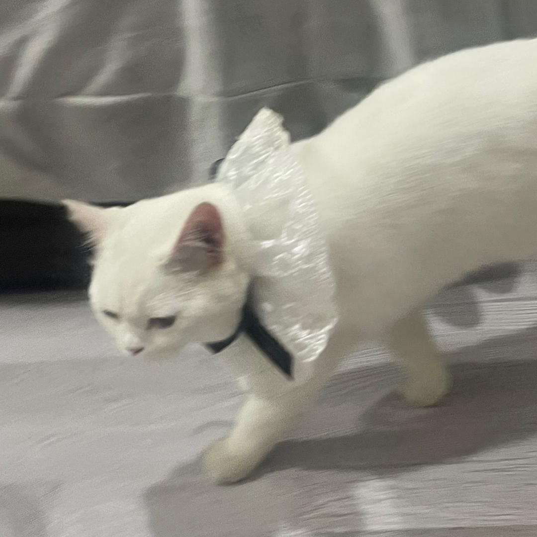 小糕子