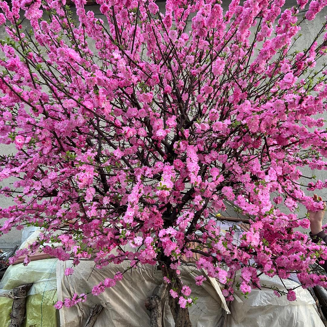 花芊茗北燊果树苗木专卖店