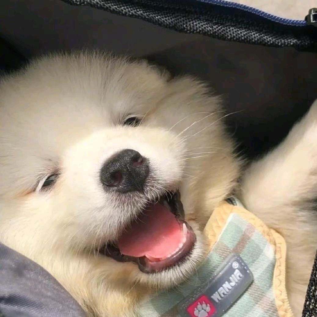 我知道o