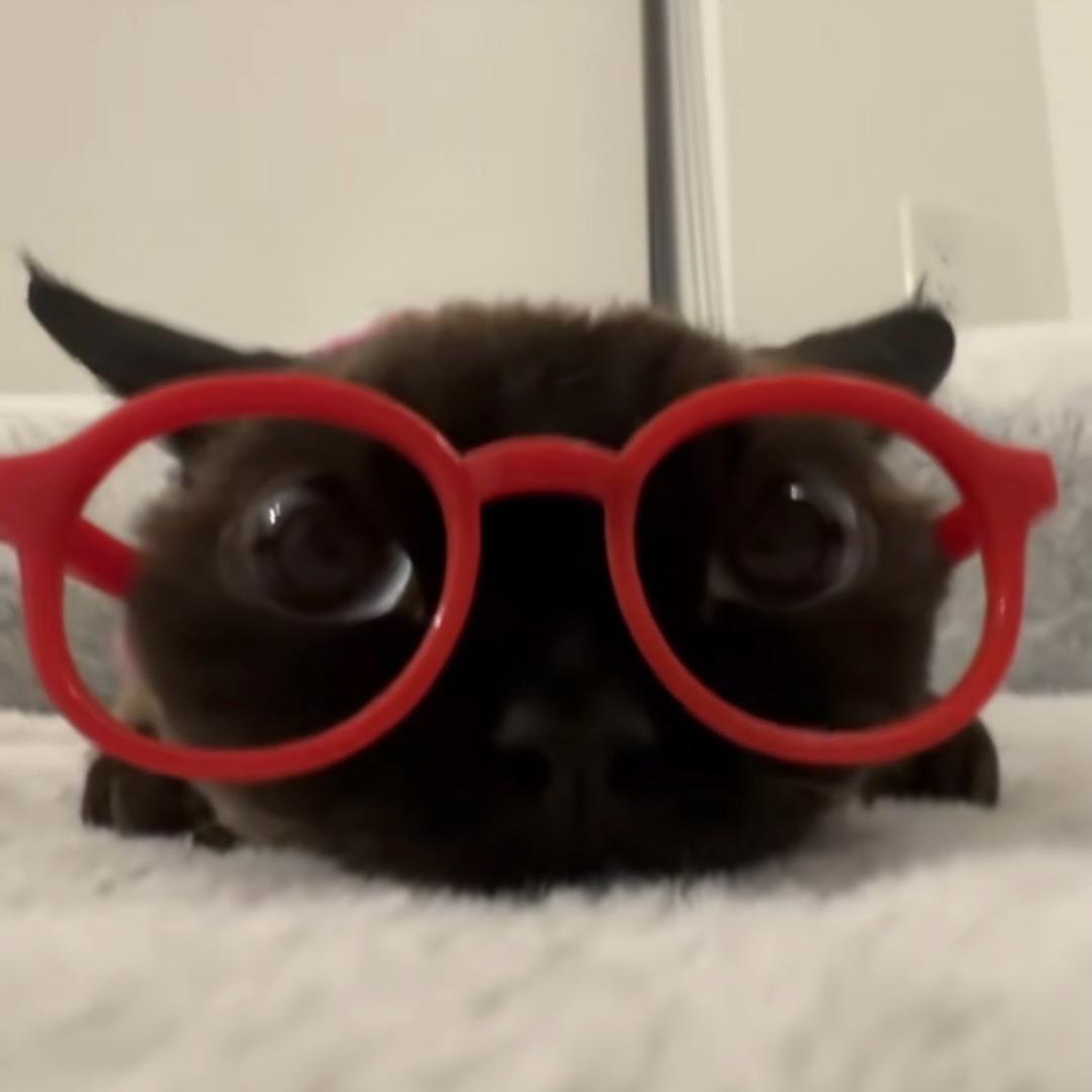 Dann