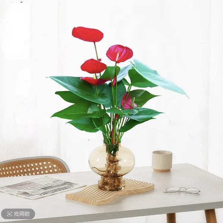 脆能绿植园艺