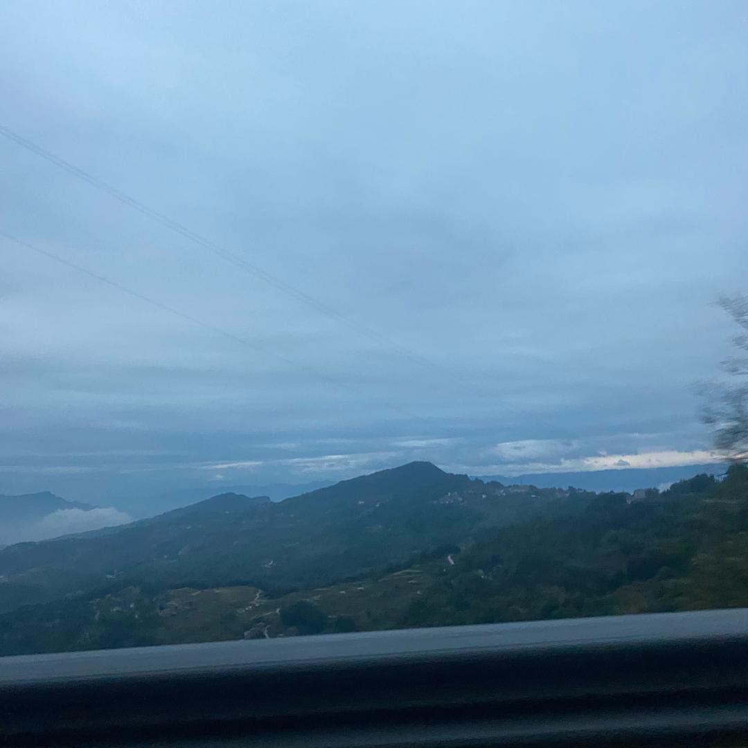 小雏菊