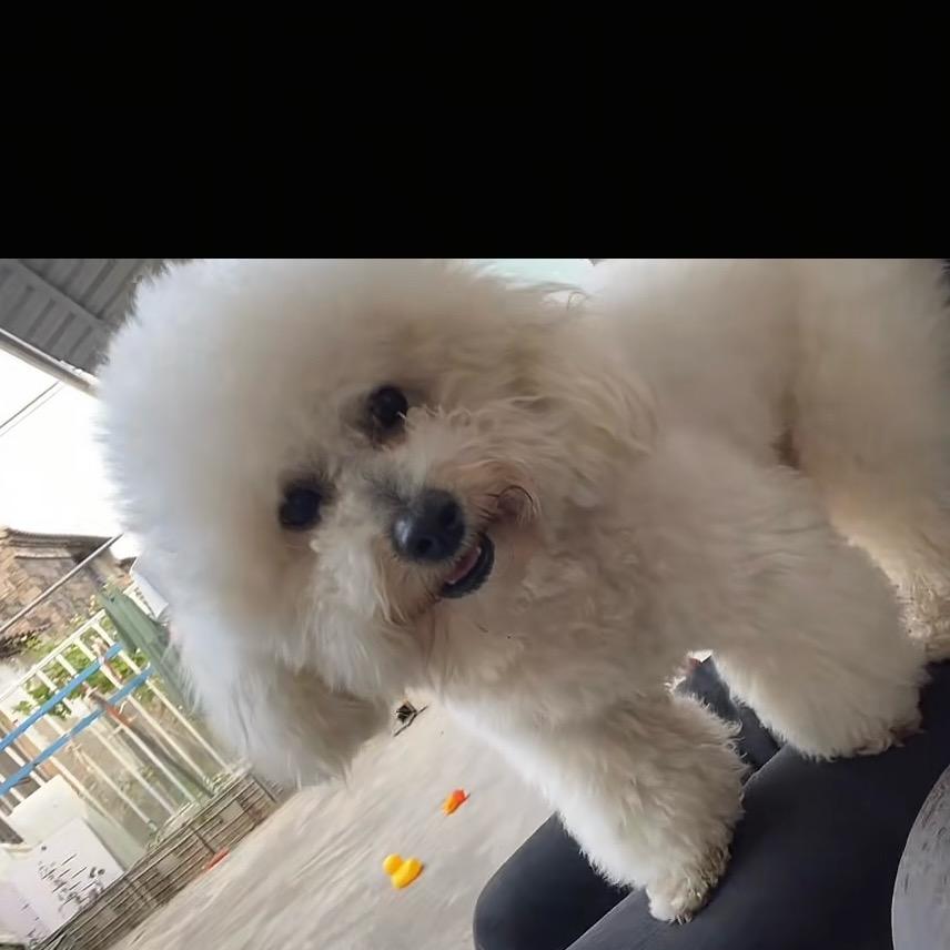 豆豆好乖