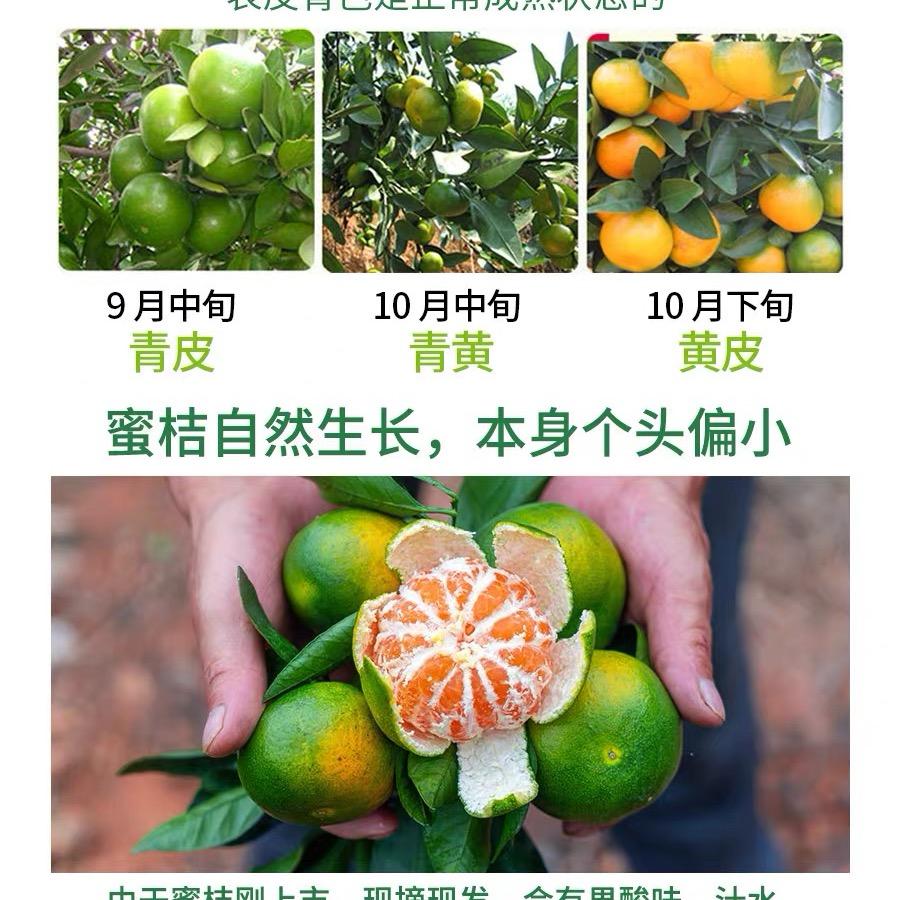 湖南雪峰蜜橘种植户(农副产品)