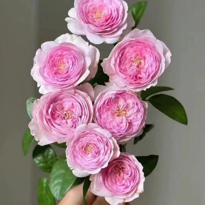 时宜花卉园艺
