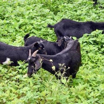 碧城镇菊芬鲜肉铺