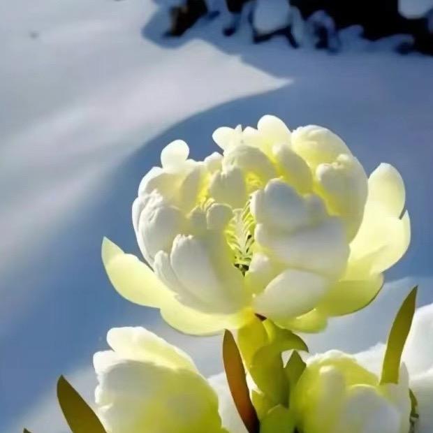 小花笼包