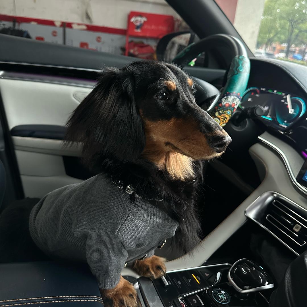 道哥是一只Dog
