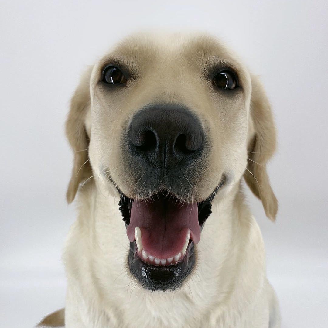 赵小七【拉布拉多】@抖音