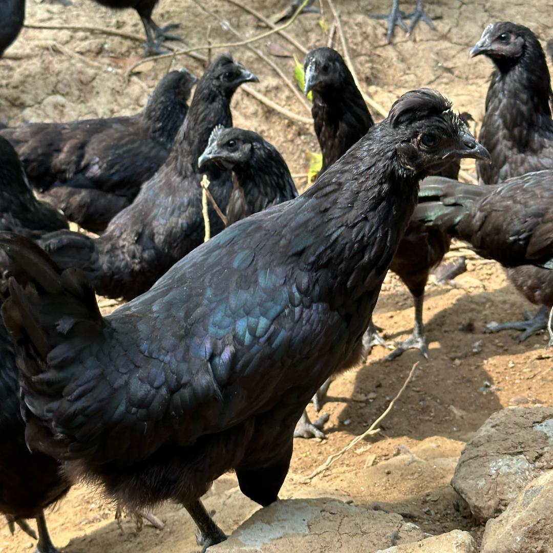 跑山五黑鸡贵妃鸡黄毛土鸡