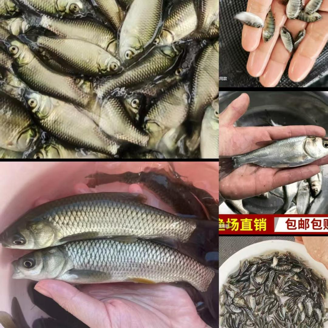 跃生闽亿堂水产1号