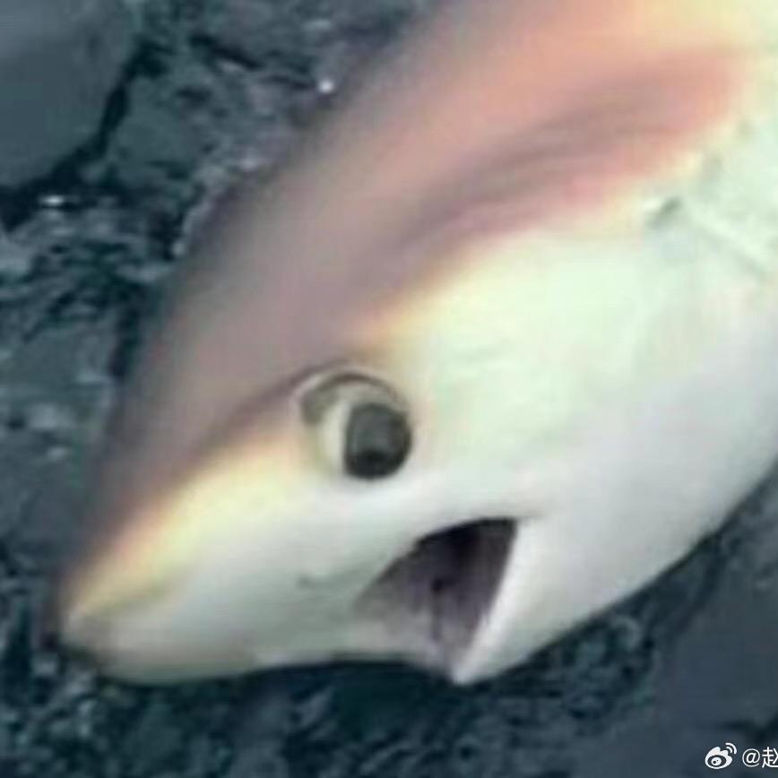 肚腩天菜:P