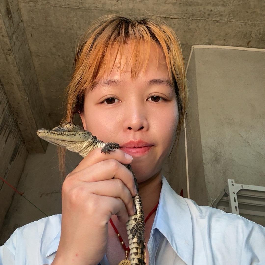苏姐鳄鱼