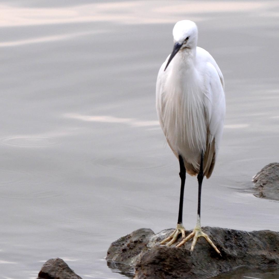🎃爱音乐🎧菜菜