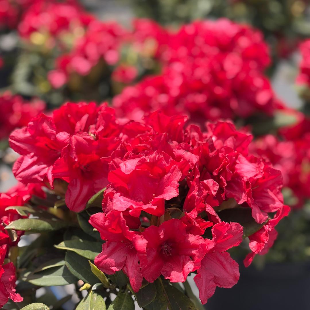 欧耶oye花卉